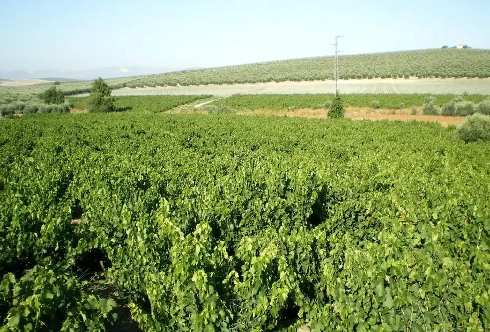 Local Wine Tasting Evening in Córdoba